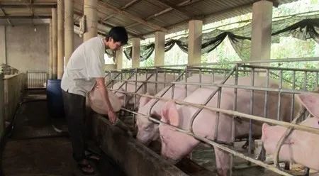 養(yǎng)殖場(chǎng)臭味難治理？潔匠凈化幫您輕松解決！.jpg